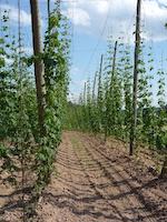 Hopfen- und Biermuseum